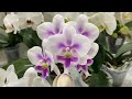 Новогодняя сказка из белоснежных орхидей.