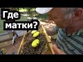 Пасека #41 Система вывода дополнительных маток - Где матки ? пчеловодство. Пасека