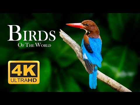 THE World's Greatest Birds HD 4K ULTRA - Relaxing Music And Nature 4K TV