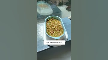 Grow Cat Grass Without ANY Soil?? 🙀