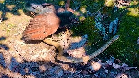 cuckoo bird catches red snake #wildlife #nest #nest #snake #birds #animalsvideo #wildanimals 