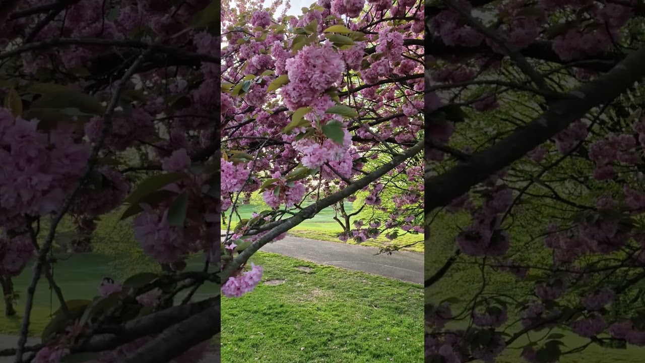 Cherry Blossom Magic in Bonn’s Rheinaue Park 🌸✨
