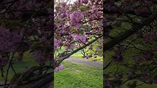 Cherry Blossom Magic in Bonn’s Rheinaue Park 🌸✨ screenshot 4