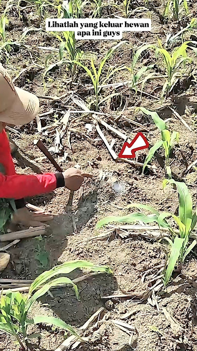 Look what animal this is coming out guys #hunting #monitor lizard #jumbo monitor lizard #adventure