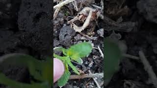uk outdoor guerilla grow/ update on swamp garden, supersoil on point