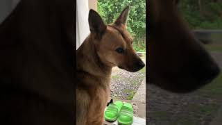 Dog enjoys the rainstorm shorts