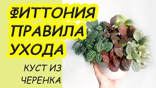 Простые, но важные правила ухода за ФИТТОНИЕЙ. Размножение, подкормка, сезоны