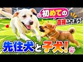 初めて直接触れ合う子犬と先住犬の反応はこうなりました！🔥