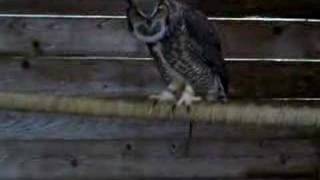 Hooting Great Horned Owl