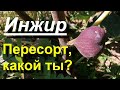 Созревают неопознанные пересорты инжира. 14 09 2021