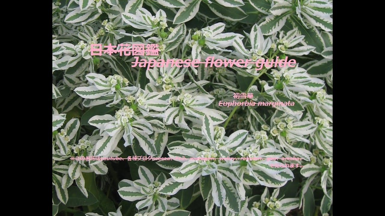 この山の初雪は What Is The First Snow On This Mountain 初雪草euphorbia Marginata 季節の花 日本花図鑑 J F Guide Youtube