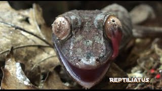 Gecko licks eye
