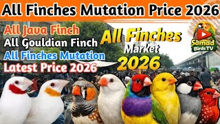 All Finches Market Update 2026 | Finches Price Update🔥 | All Java Finch, Gouldian Finch Latest Rates