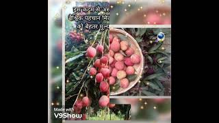 APEDA के सहयोग से तेजपुर की लीची को मिलेगी वैश्विक पहचान... #currentaffairsforupsc #pcs #shorts