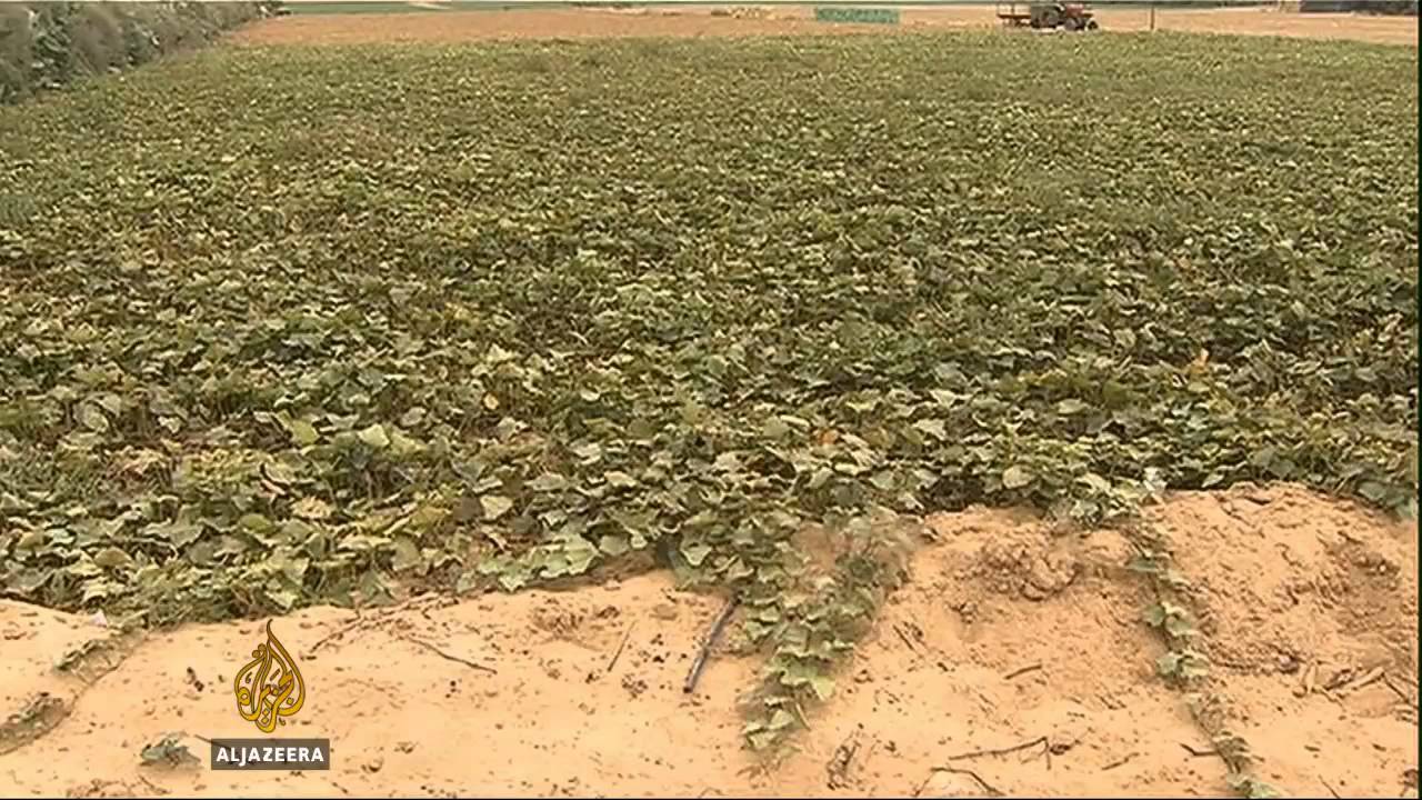 إسرائيل تسمح لغزة بتصدير البطاطس