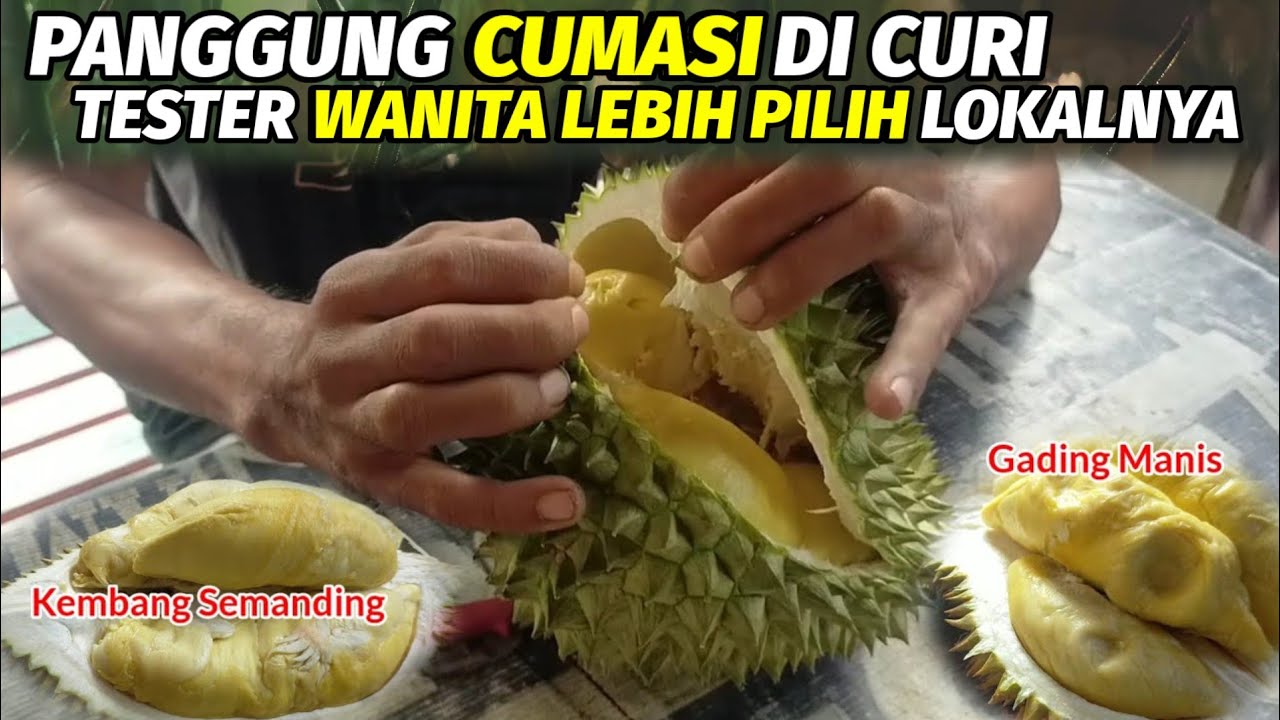 Review Namlung perdana dan lokal premium asli Trenggalek.