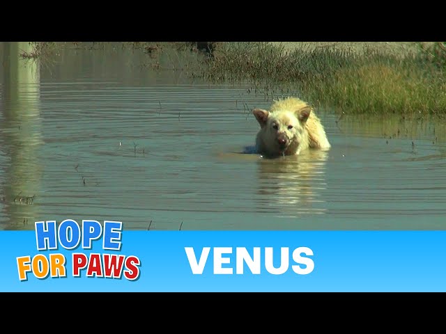 curly hair dog breeds