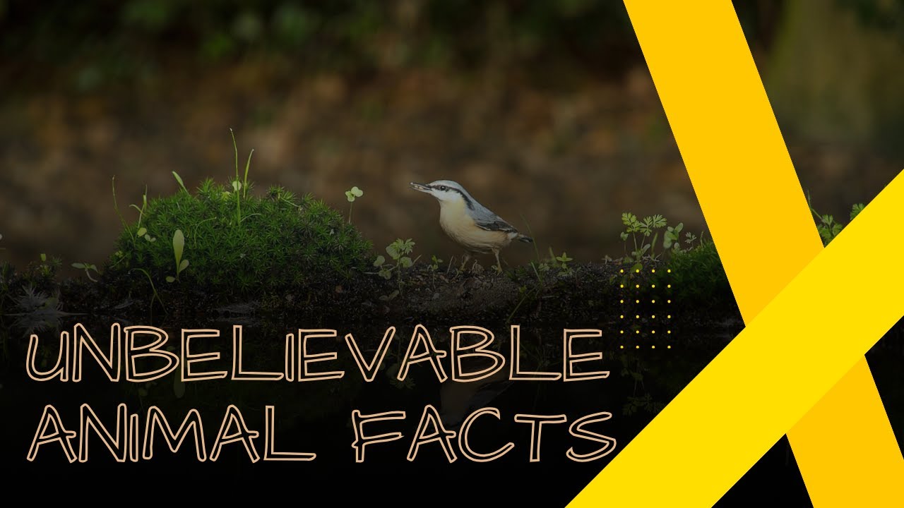 Unbelievable Animal Facts That Will Blow Your Mind - YouTube