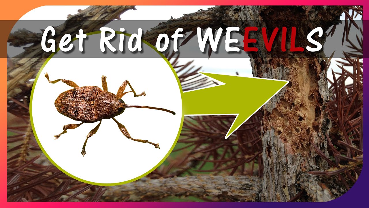 How to Identify Weevil Damage and Deal With it (Spruce Trees)