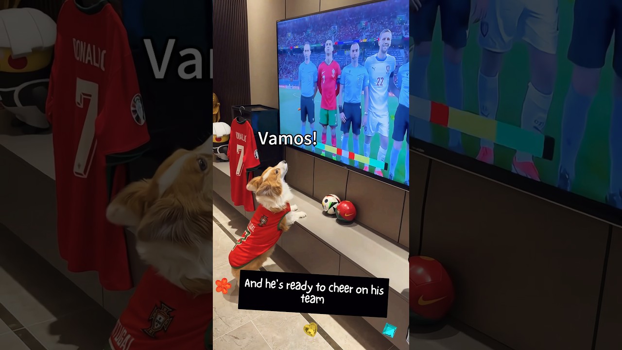 Corgi peach arms watching the European Cup! You will regret it if you don't watch it😍