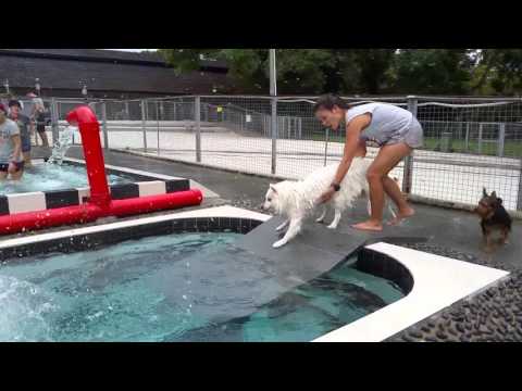 BMO the Japanese Spitz dog learns to swim and dive.