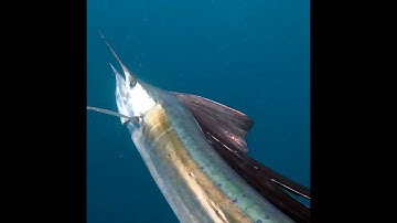 Sailfish in Shallow water