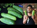 Tasty  yummy cucumber recipes  adis vlog  chakma dish  traditional dish  bengali dish