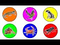 Pets : Crab, Beetle, BIrd, Gecko, Sugar Glider, Hermitcrab