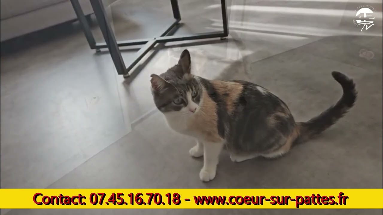 ⁣Cœur sur Pattes-Adoption