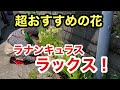 【庭仕事】強風にも負けず咲いていました！