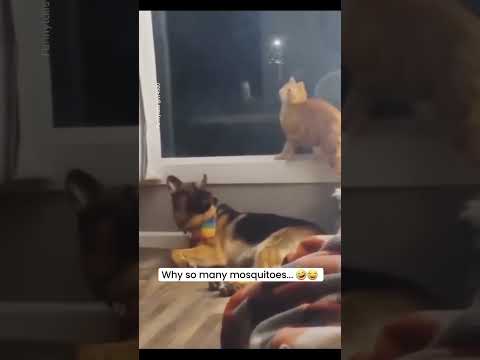 Funny Cat Shorts P41 🤣🤣 Try Not To Laugh #shorts #viral #funny #cat