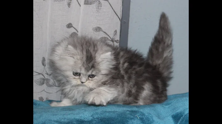 Video 8286971: shaded silver persian kitten, female silver persian kitten