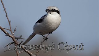 картинка: Сорокопуд Сірий , Great Grey Shrike,  Lanius excubitor