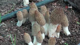 Tazesinin Kilosu 400, Kurusu 3 Bin Tl