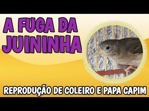 REPRODUÇÃO DE COLEIROS/PAPA-CAPIM