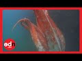 Giant squid spotted in Japanese harbour