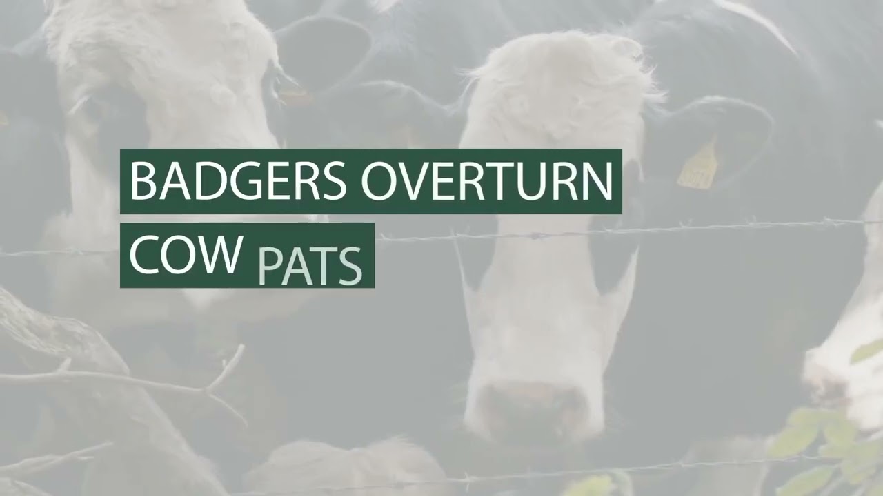 How to protect you herd from TB in badgers and other wildlife