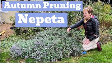 Cutting Back A Very Overgrown Nepeta