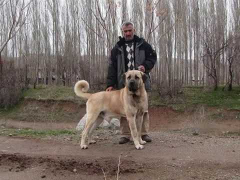 Türkiye'nin Baş Köpekleri Seri 1