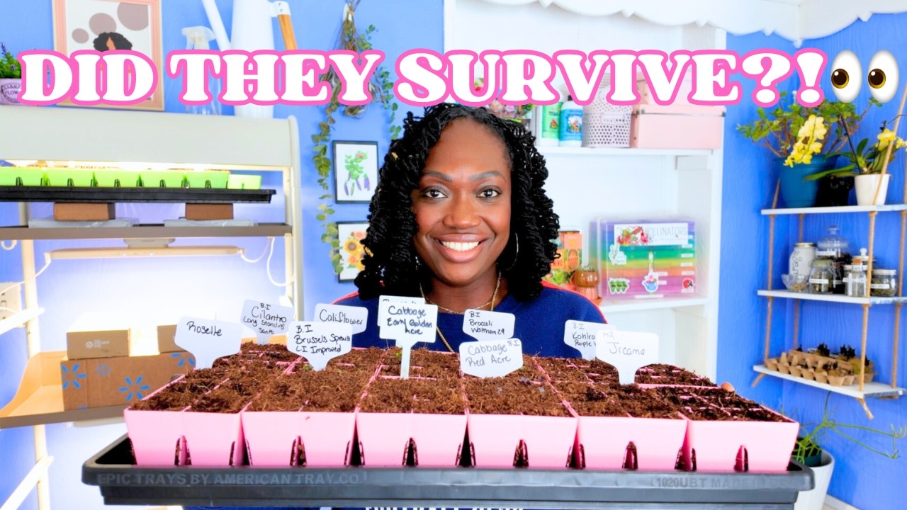 У кого-то получилось... у кого-то нет🫣 | Обновление информации о рассаде | ❥ Северо-запад Огайо, ...