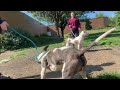 Atmosphere & Goatee leash test