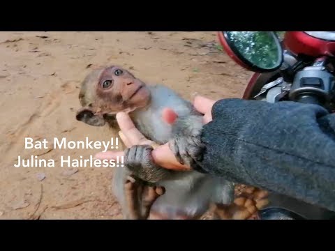 loving-you-baby!,julina-cute-baby-monkey-happy-too-much,julina-love-to-play-with-friend-&-cameraman