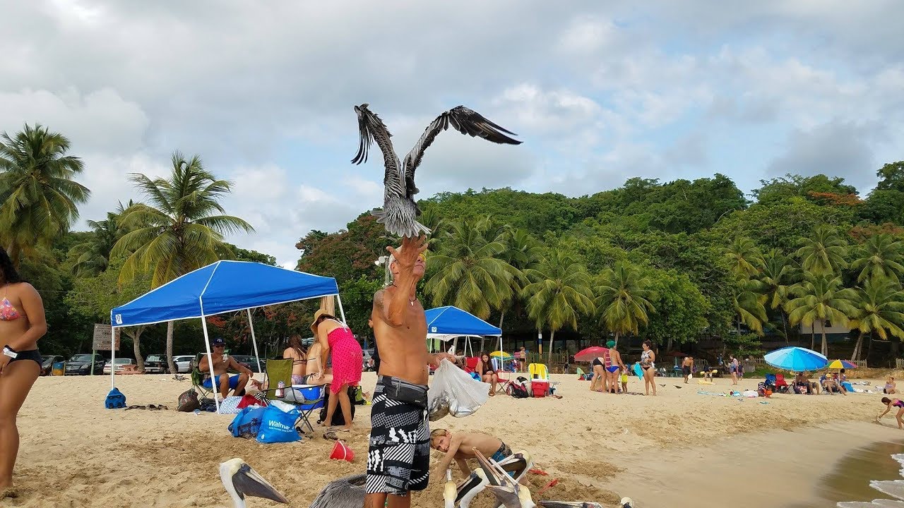 Entrevista a Harry The Pelican Whisperer de la playa de Crash Boat en