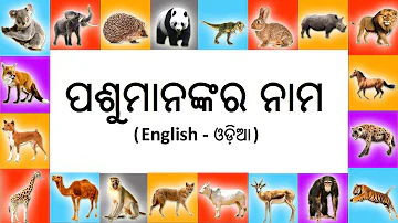 50+Animals Name english and Odia|| Odia Animals Name||Pasura Nama||All Animals Name Odia||odia||Oktv