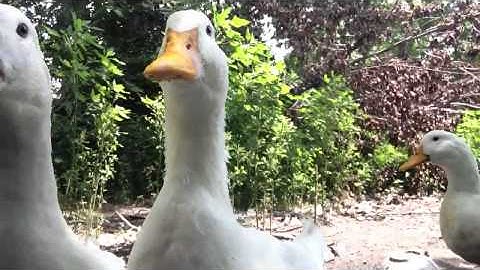Ducks quacking