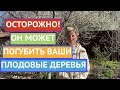 ЭТО ЗАБОЛЕВАНИЕ МОЖЕТ ОСТАВИТЬ ВАС БЕЗ ПЛОДОВЫХ ДЕРЕВЬЕВ И КУСТАРНИКОВ!