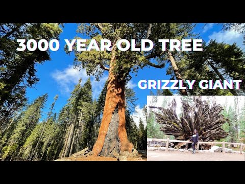 World Famous Grizzly