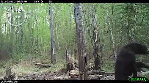 Craziest Bear Fight Ever Caught On Trail Cam!!   HUMANIMAL
