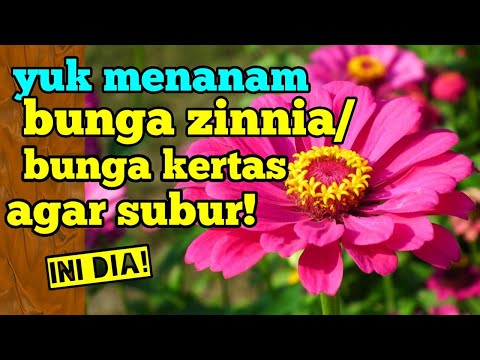 Video: Adakah zinnia bunga musim panas?