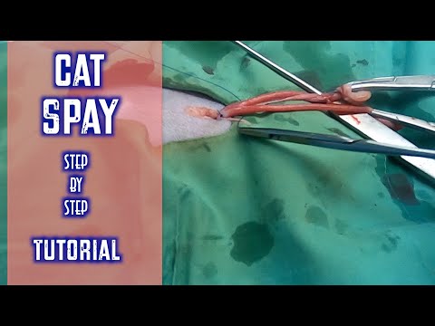 How to Do a Cat Spay | Feline OVH | Auto-Ligation Tutorial | Aberdeen Knot Tutorial